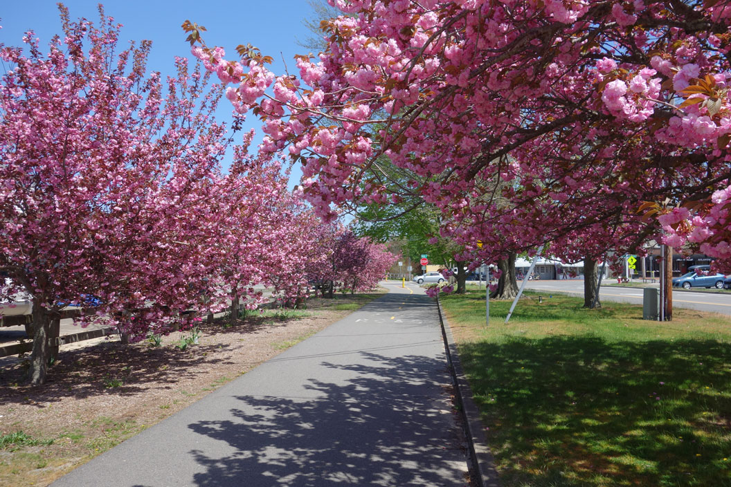 Orleans-Center-Flowering-Cherry-Trees,Spring,-Cape-Cod-Rail-Trail,-MA