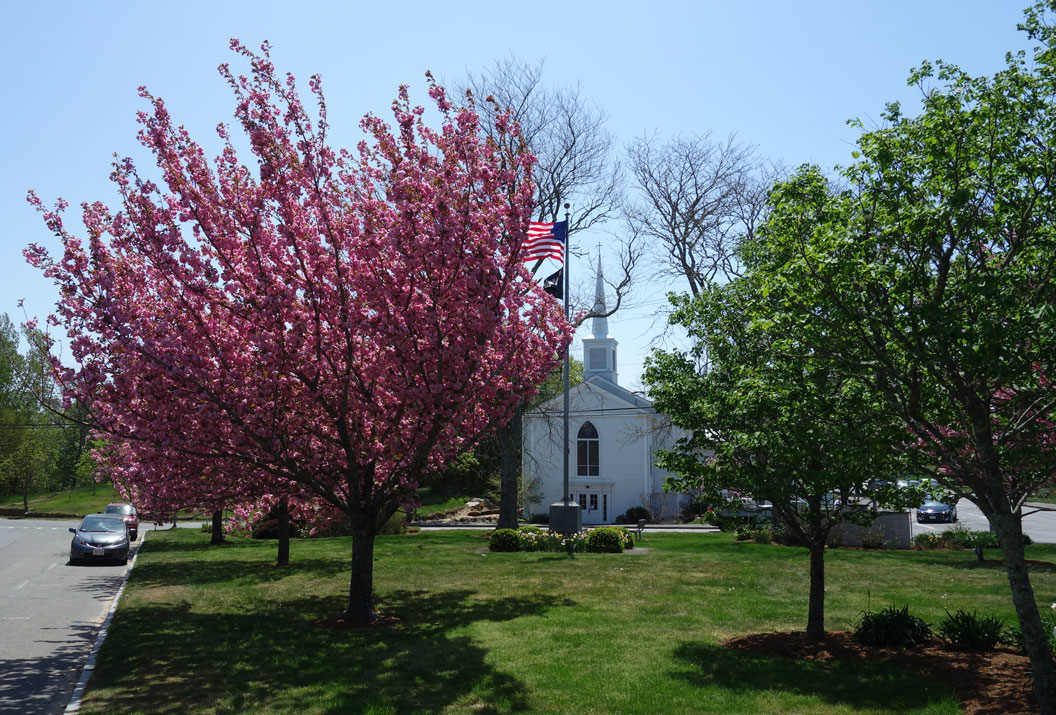 Orleans-Flowering-Cherry-Trees,-Spring,-Cape-Cod,-MA