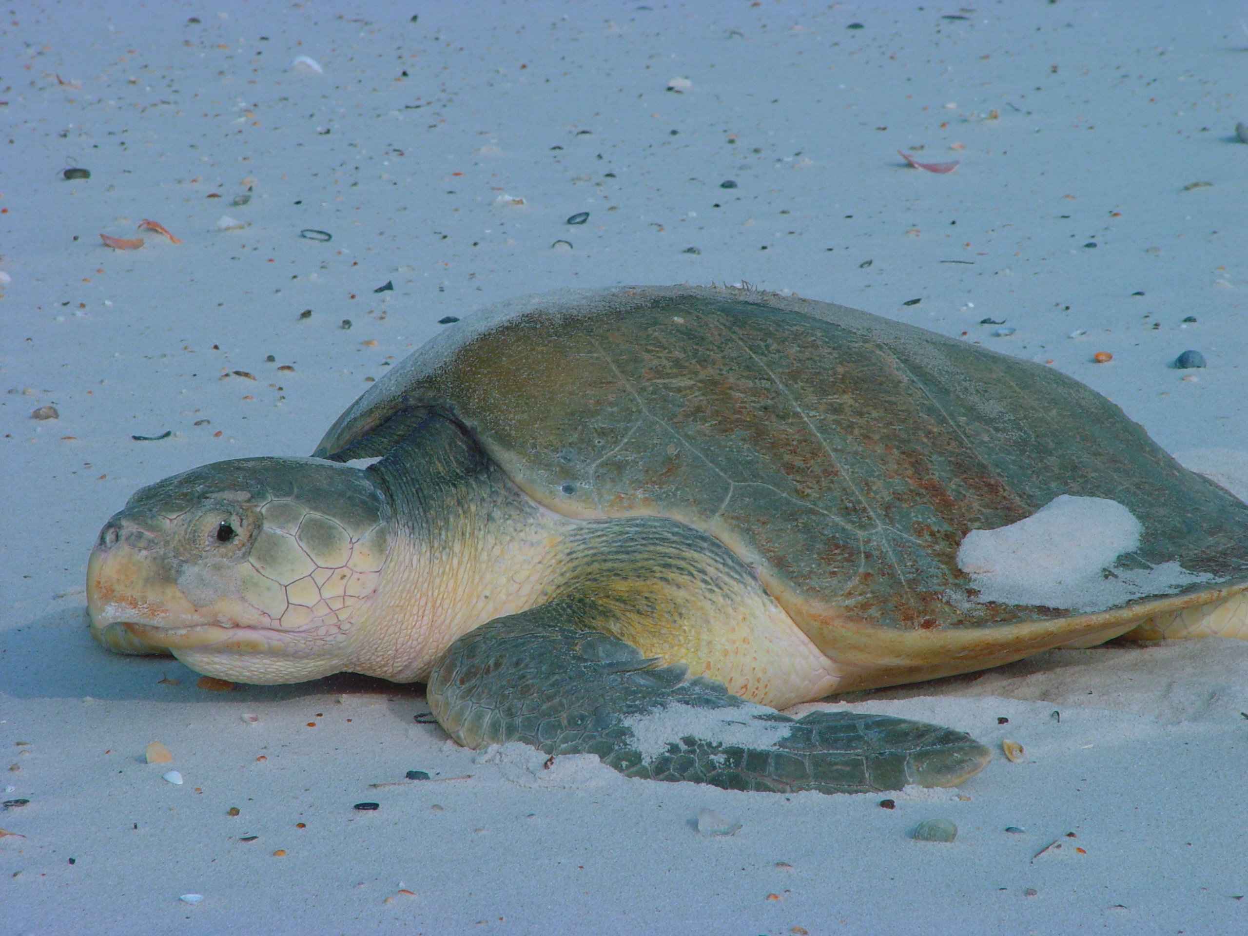 Kemps_ridley_sea_turtle_lepidochelys_kempii