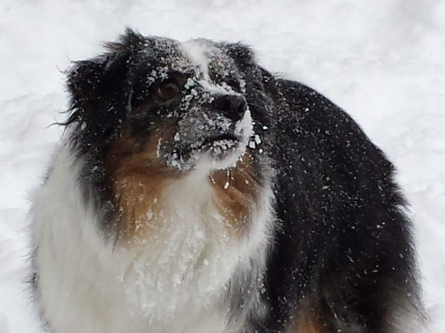 doggone-snow