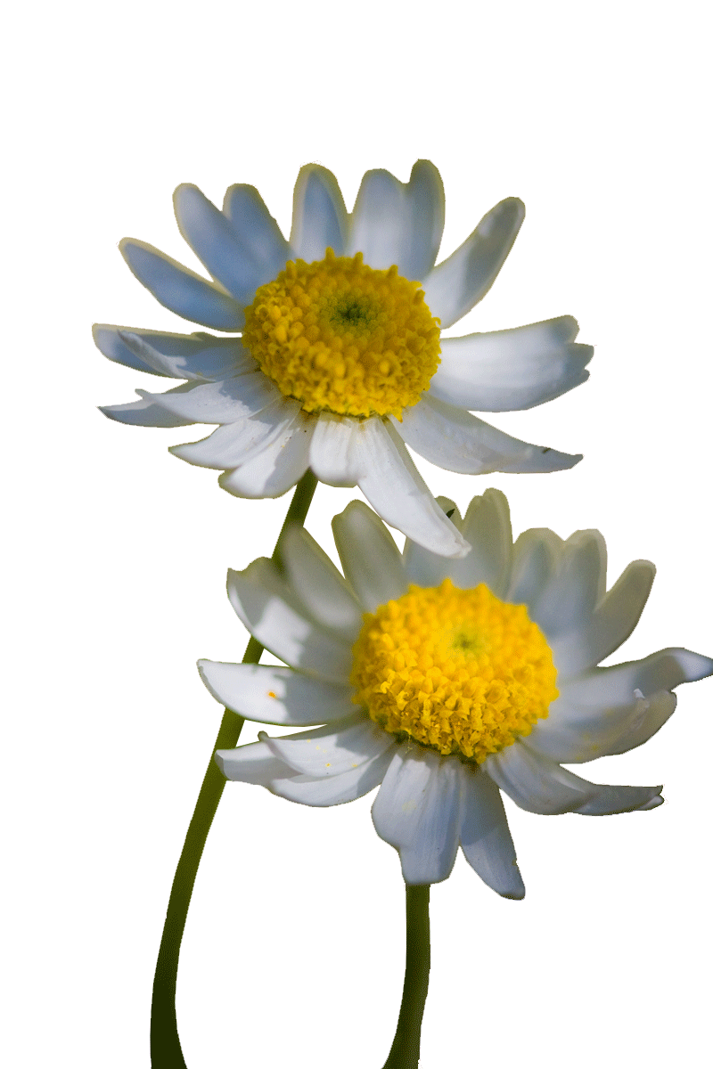 spring-daisies