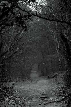 Cape Cod overgrown road