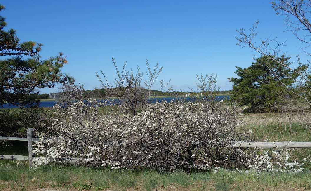 A Blossoming Beach Plum Bush.