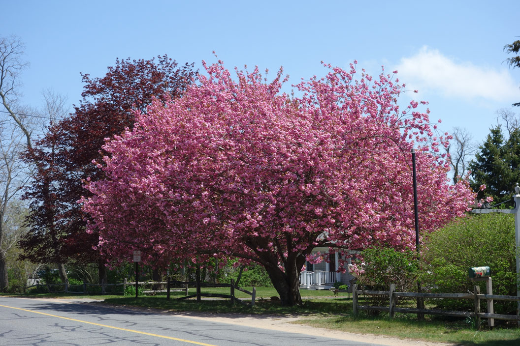Eastham also has some very impressive cherry trees.