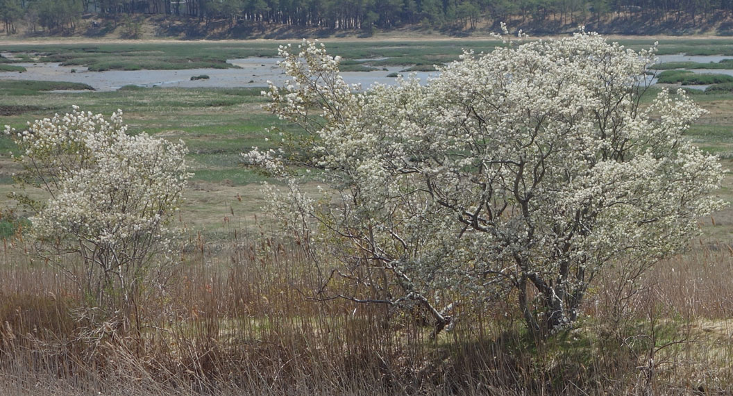 Blossoming-Current-Tree