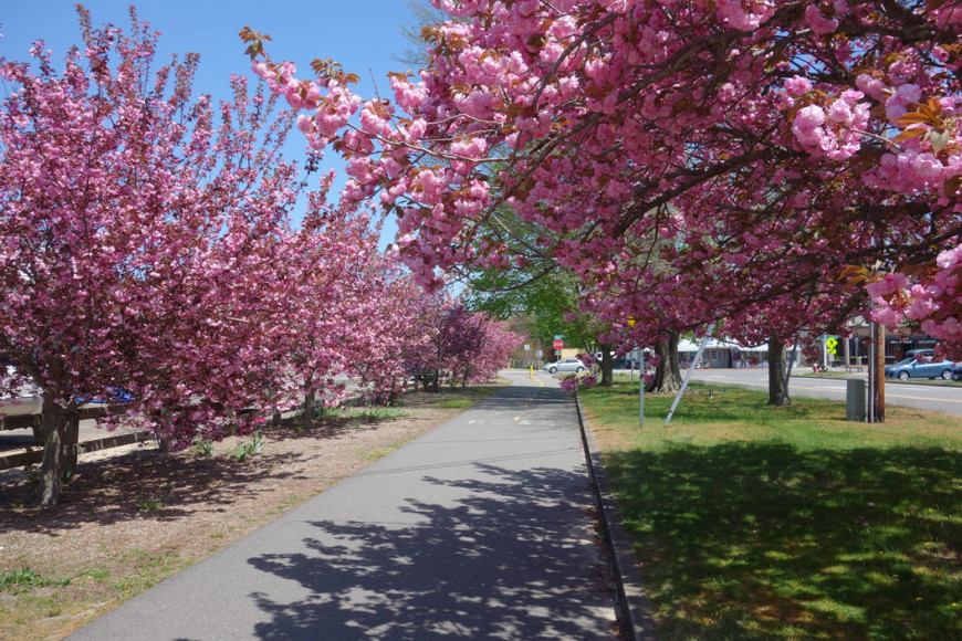 Those Blooming Trees! | The Furies Cape Cod Cleaning Service