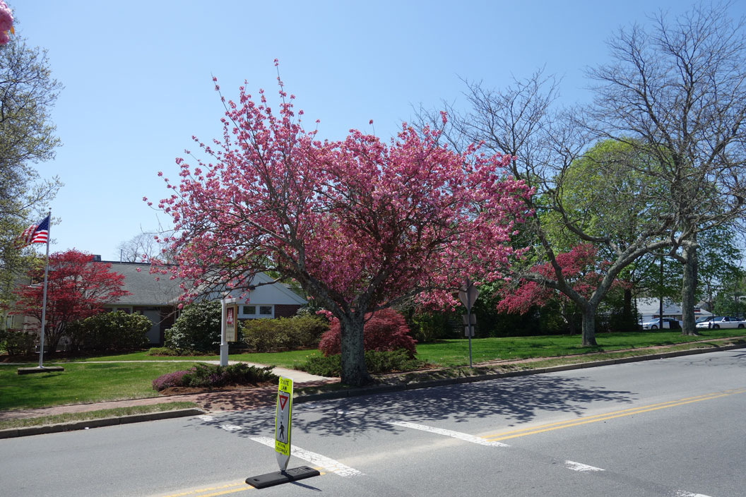 Orleans-Flowering-Cherry-Trees,-Snow-Library-Spring,-Cape-Cod,-MA