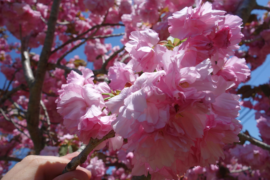 Closeup of Cherry Blossoms, Eastham, Cape-Cod, MA