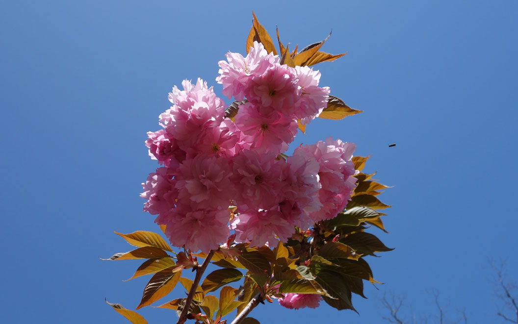 Spring-Cherry-Blossoms&Bee,-Eastham,-Cape-Cod,-MA