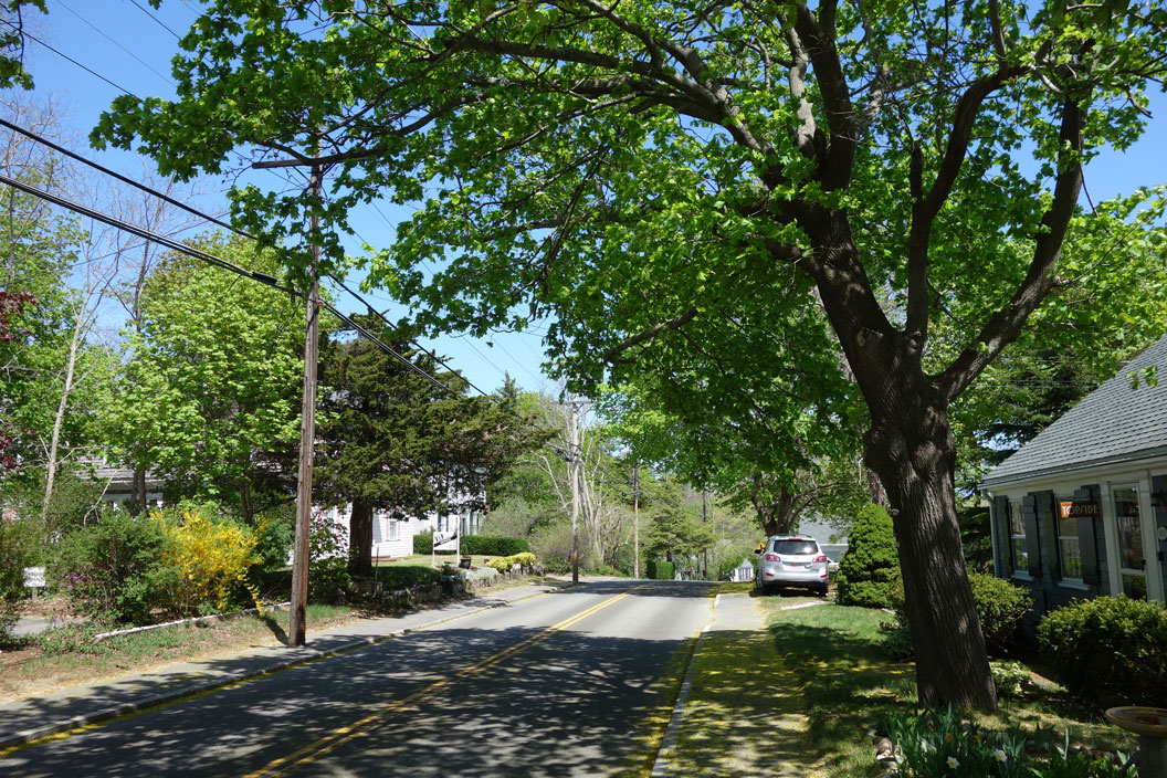 Maple Trees, Main St, Wellfleet 