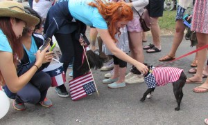 Patriotic dog, Wellfleet 4th of July Parade 2015